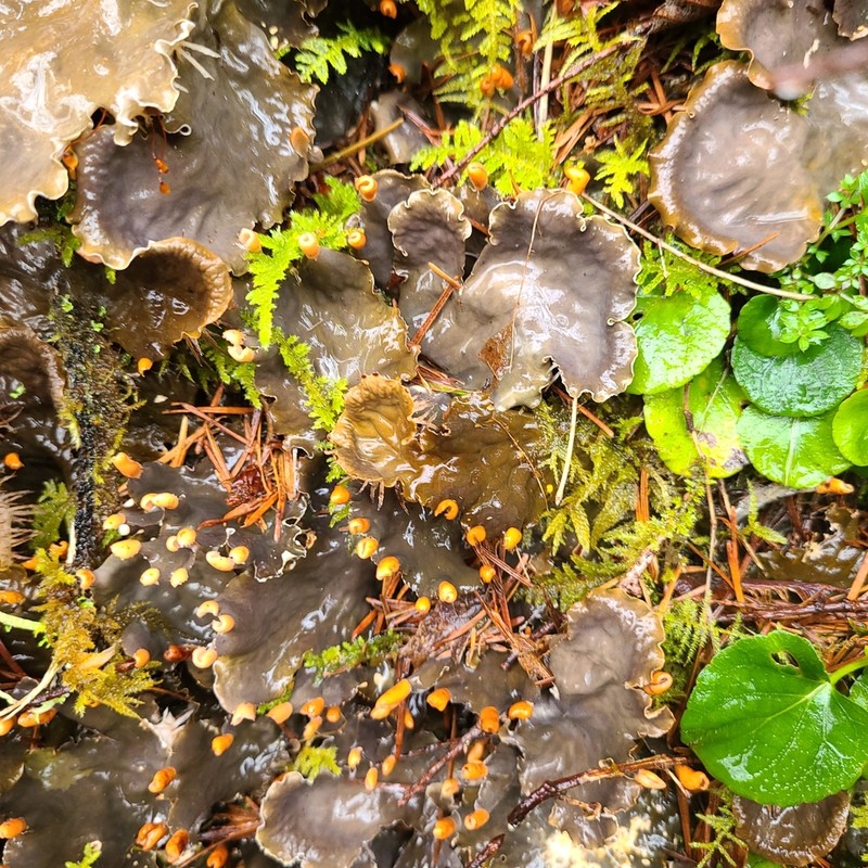 Peltigera cinnamomea photo 5