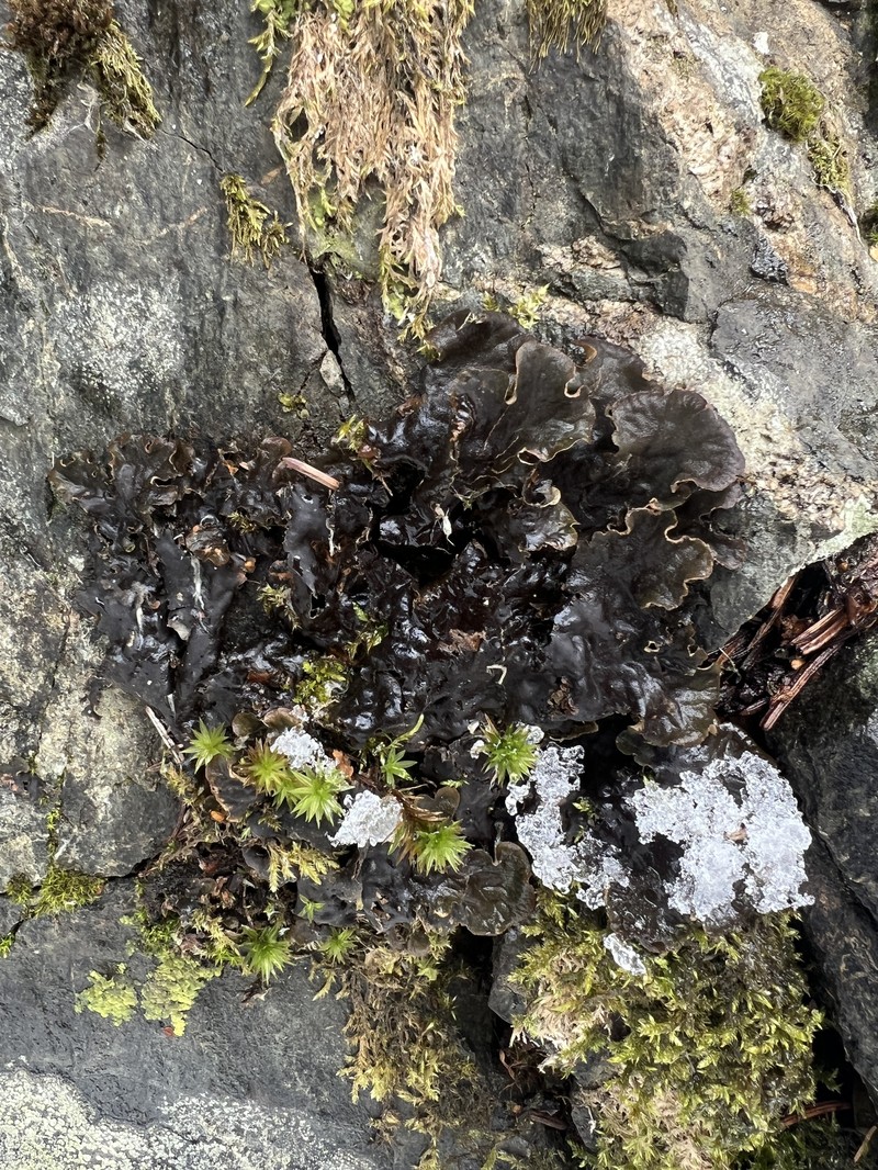 Peltigera cinnamomea photo 6