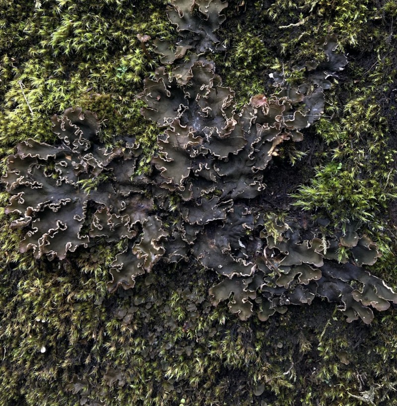 Felt Lichen
