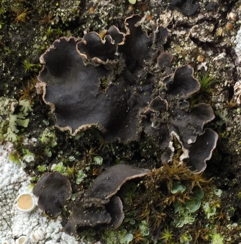 Felt Lichen photo 2