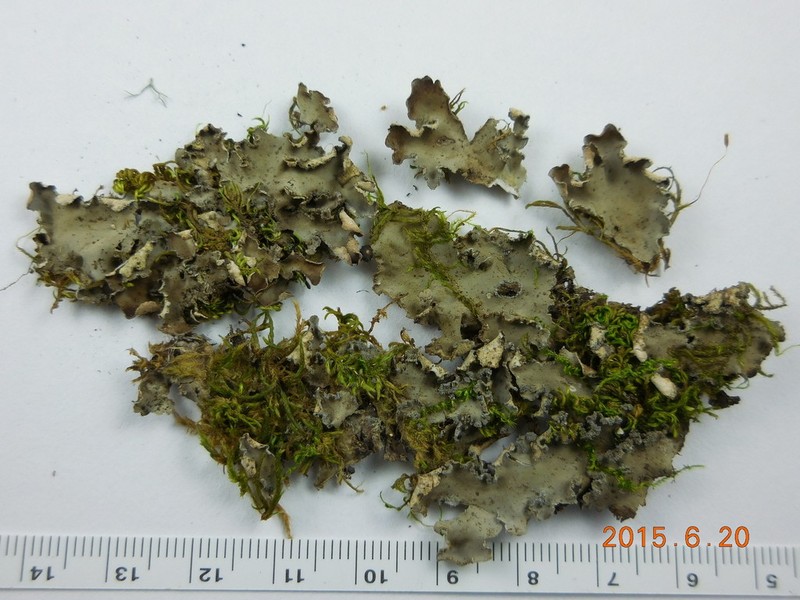 Felt Lichen photo 3