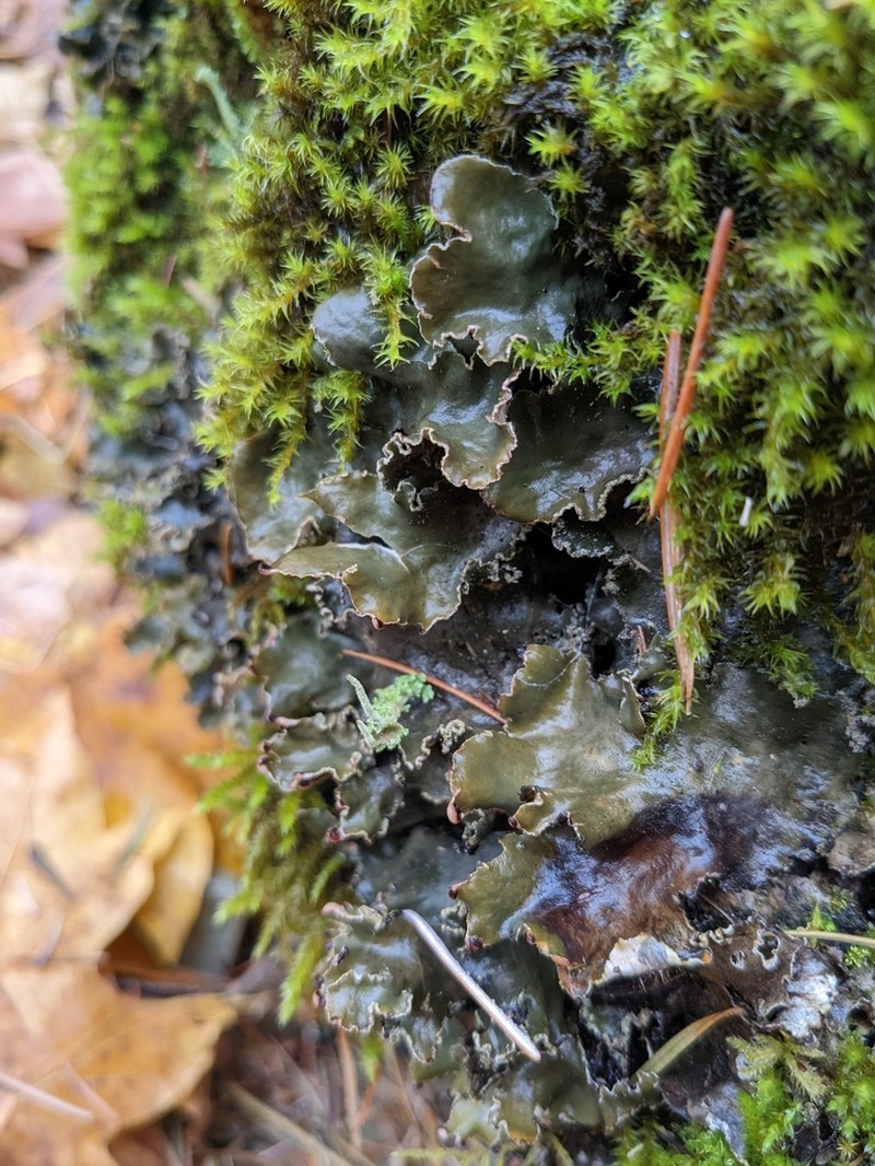 Felt Lichen photo 4