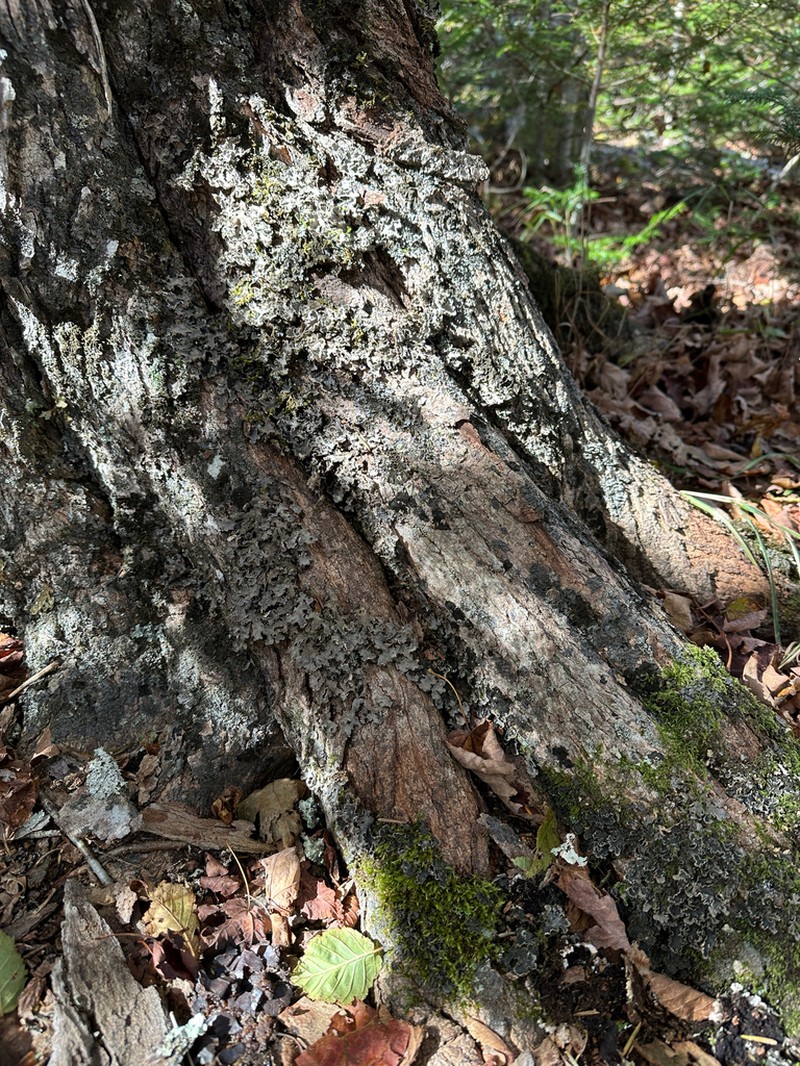 Felt Lichen photo 5