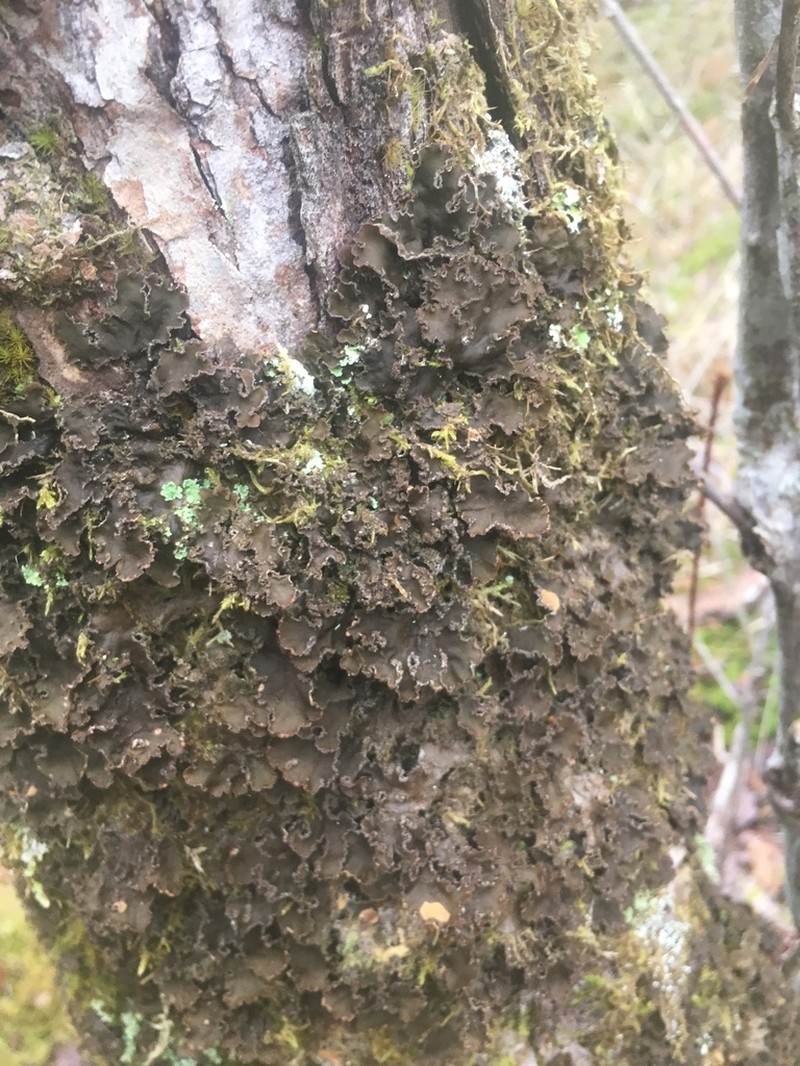 Felt Lichen photo 6