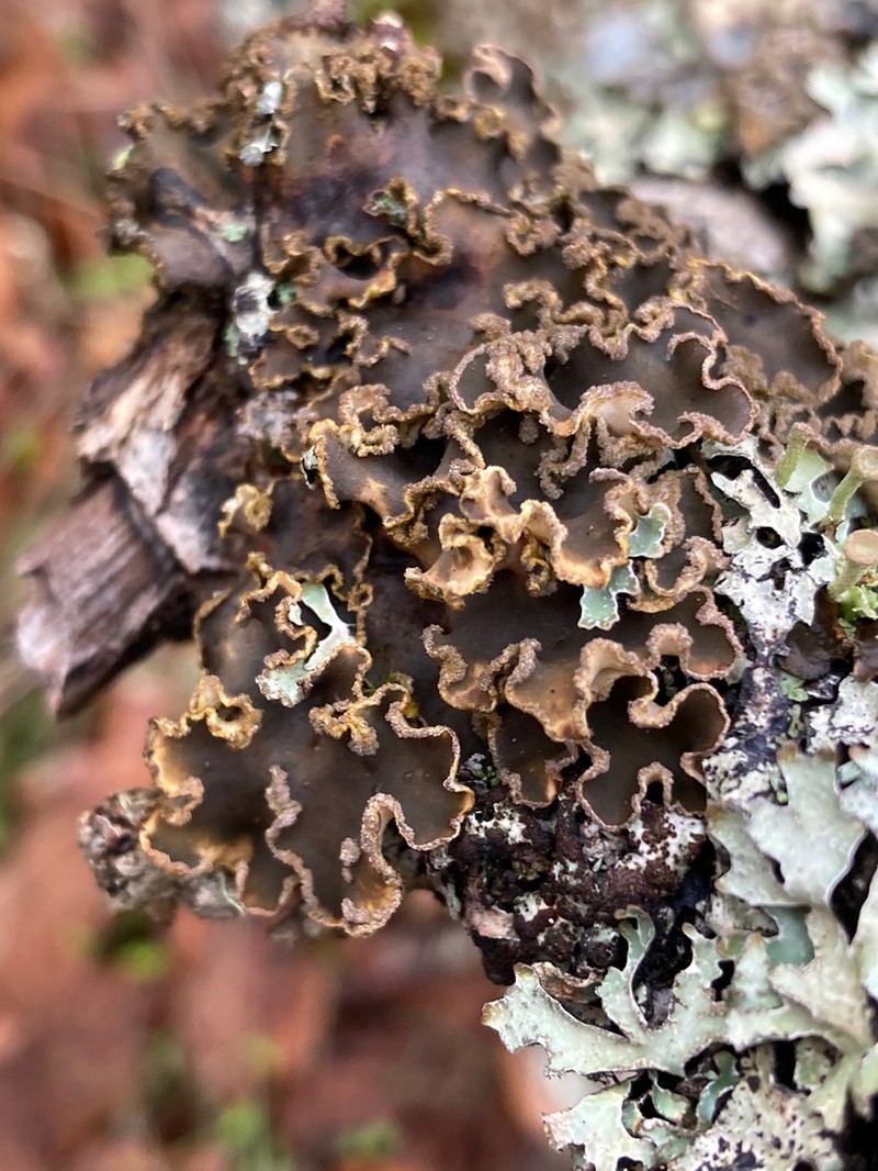 Felt Lichen photo 7