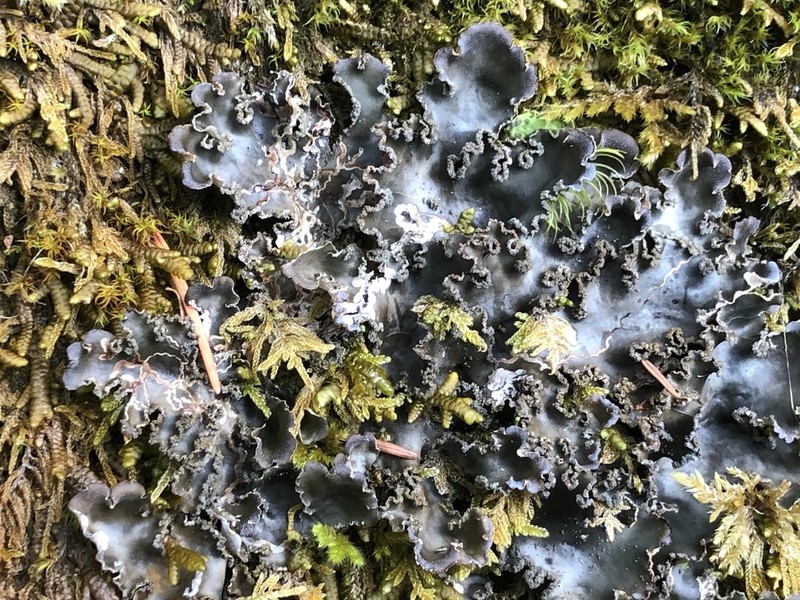 Felt Lichen photo 8