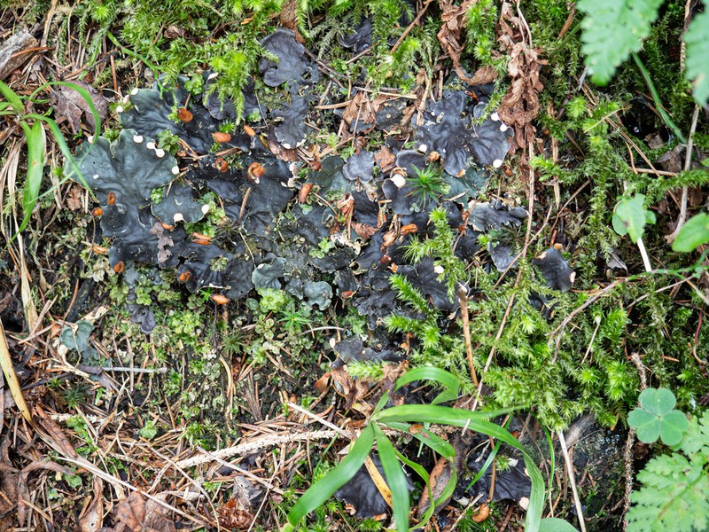 Degen's Felt Lichen photo 2