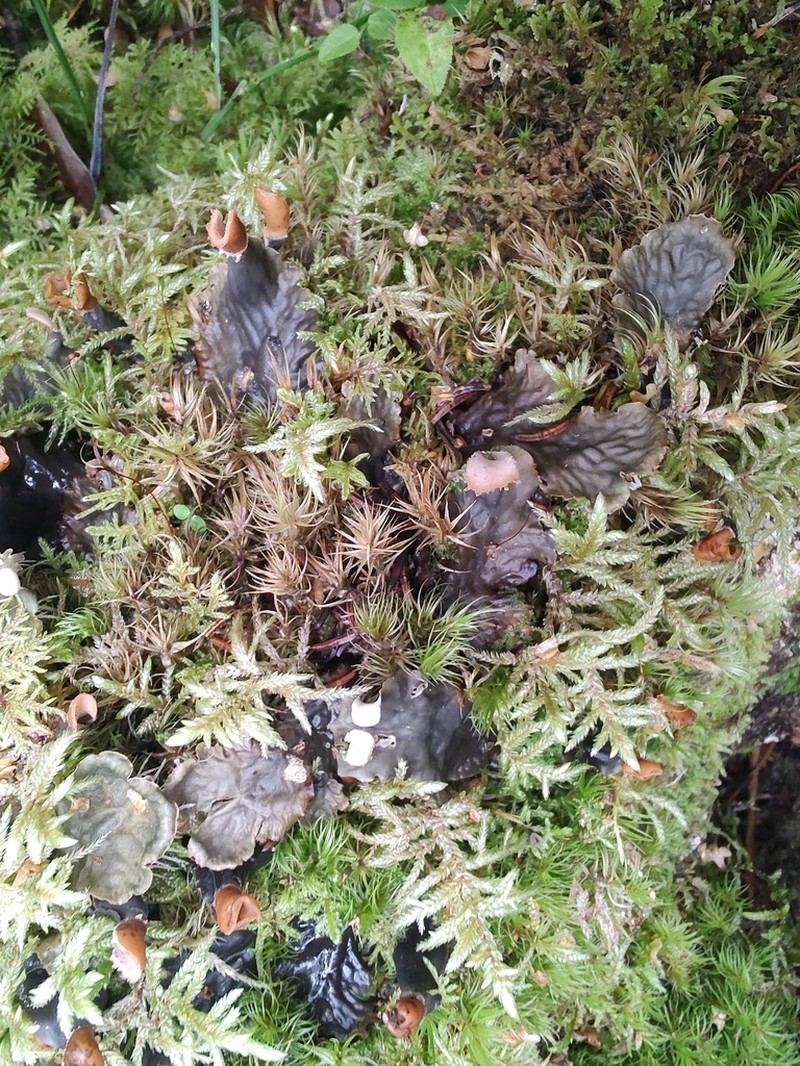 Degen's Felt Lichen photo 3