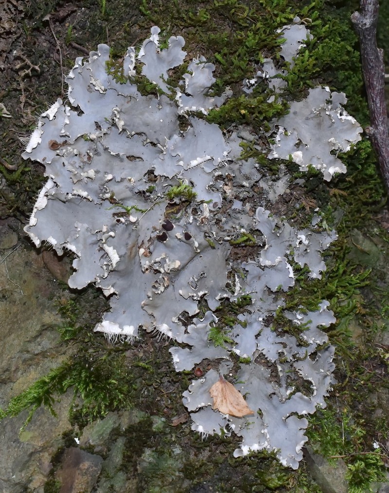 Degen's Felt Lichen photo 4