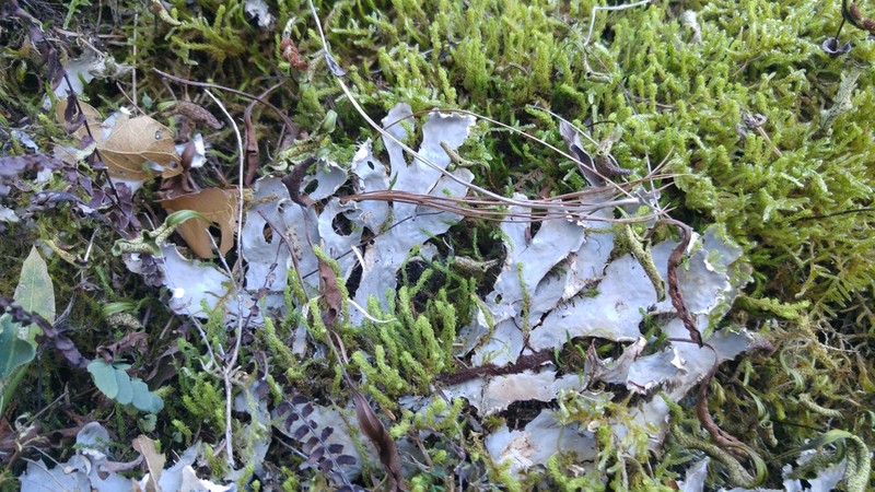 Degen's Felt Lichen photo 5