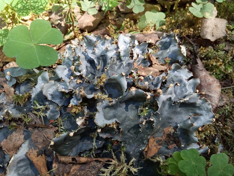 Degen's Felt Lichen photo 6