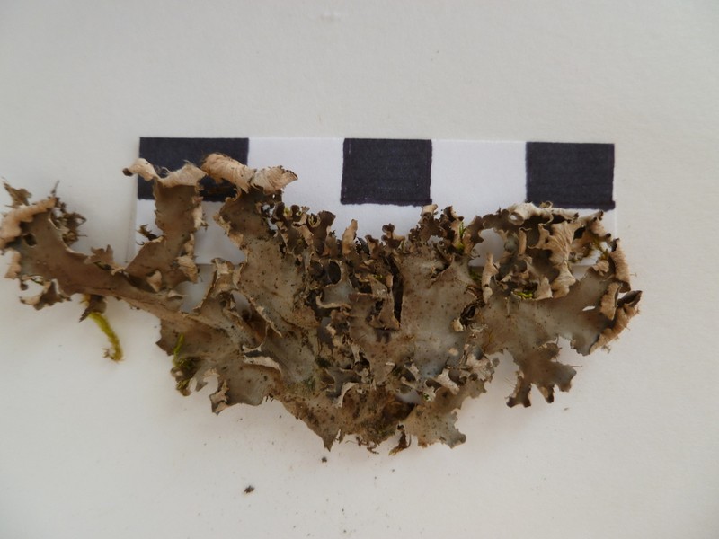 Degen's Felt Lichen photo 7