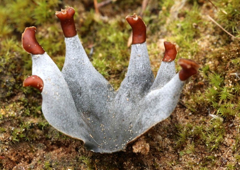 Felt Lichen photo 2