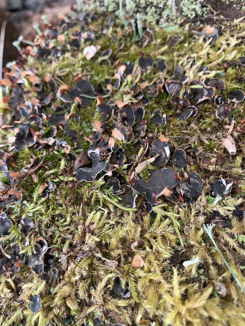 Felt Lichen photo 3