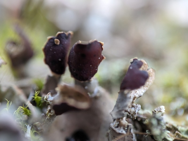 Felt Lichen photo 4