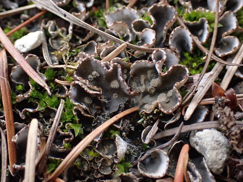 Felt Lichen photo 5
