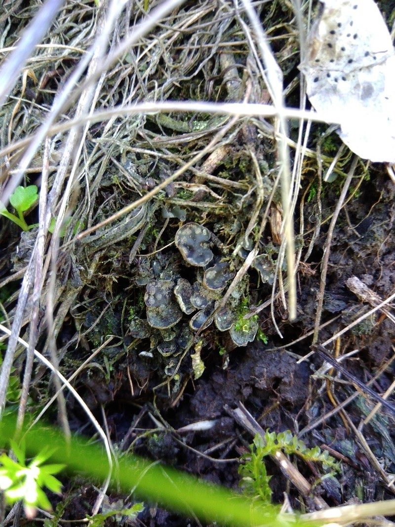 Felt Lichen photo 6