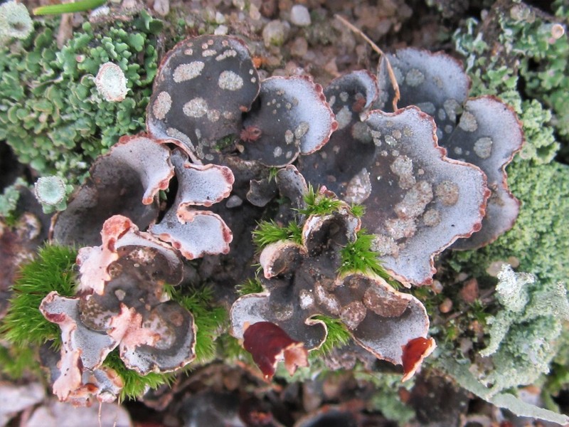 Felt Lichen photo 7