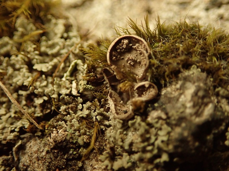 Felt Lichen photo 8