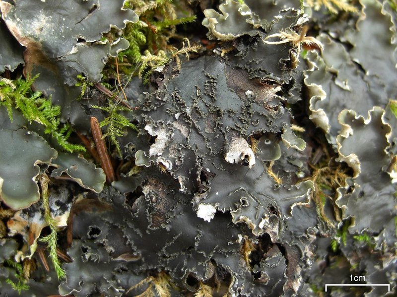 Elizabeth's Felt Lichen
