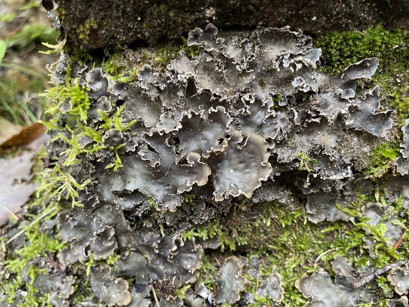 Elizabeth's Felt Lichen