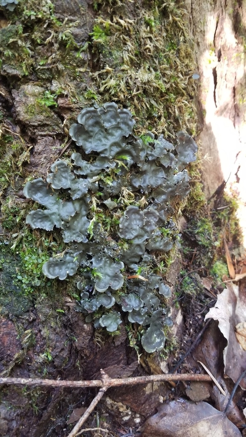 Elizabeth's Felt Lichen photo 2