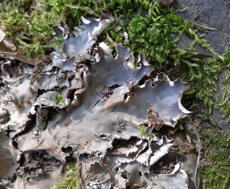 Elizabeth's Felt Lichen photo 3