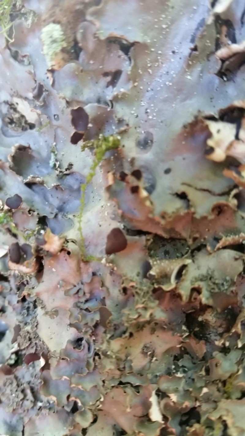 Elizabeth's Felt Lichen photo 4
