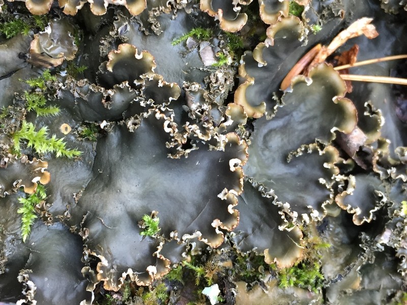 Elizabeth's Felt Lichen photo 5