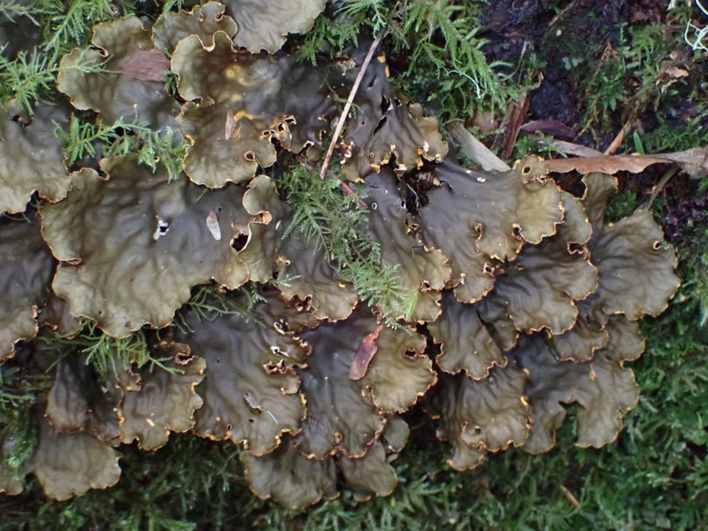 Elizabeth's Felt Lichen photo 6