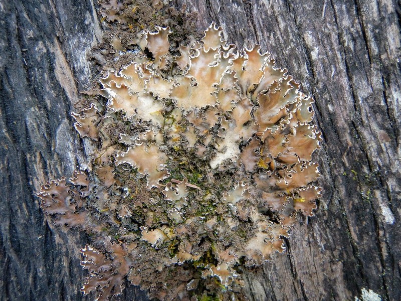 Elizabeth's Felt Lichen photo 7