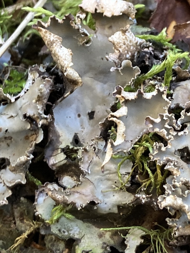 Elizabeth's Felt Lichen photo 8