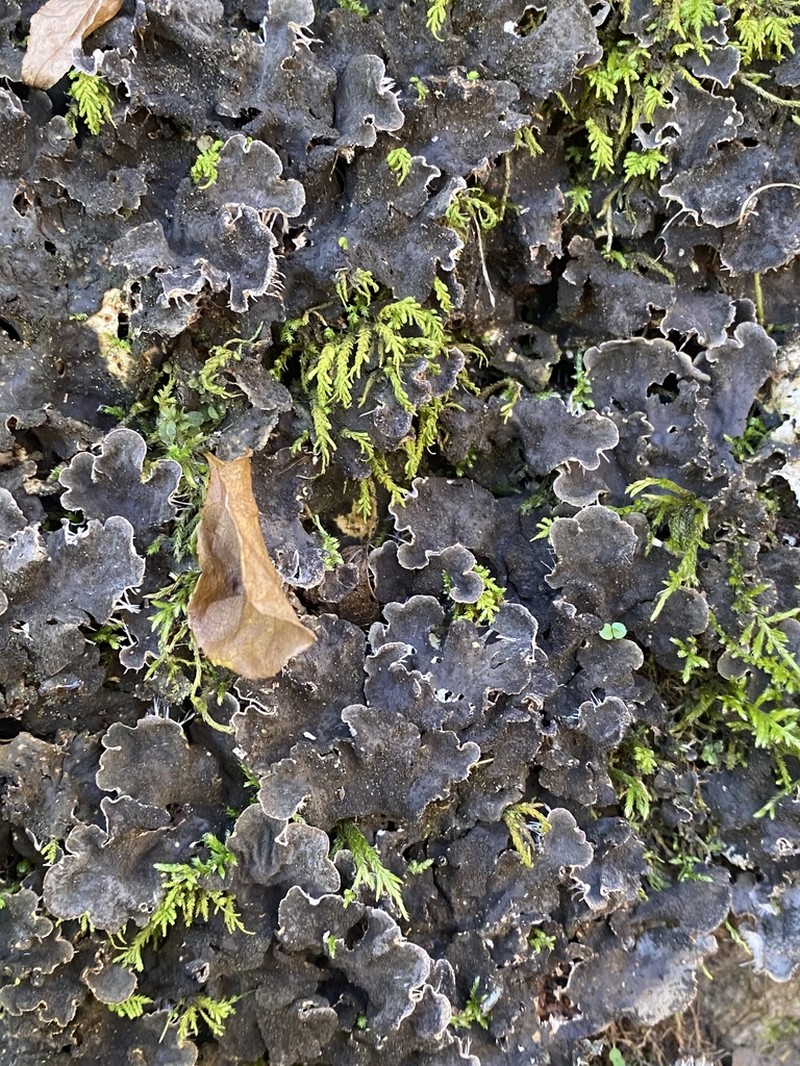 Evans' Felt Lichen