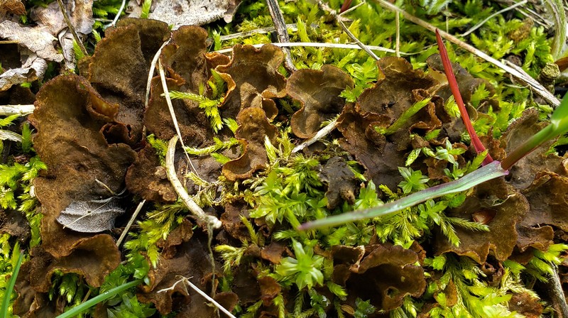 Evans' Felt Lichen photo 2
