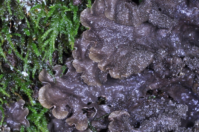 Evans' Felt Lichen photo 3