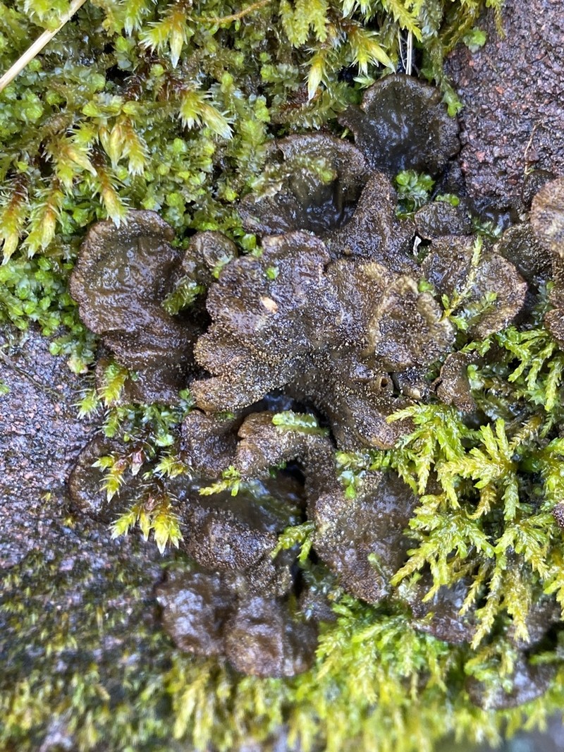 Evans' Felt Lichen photo 4
