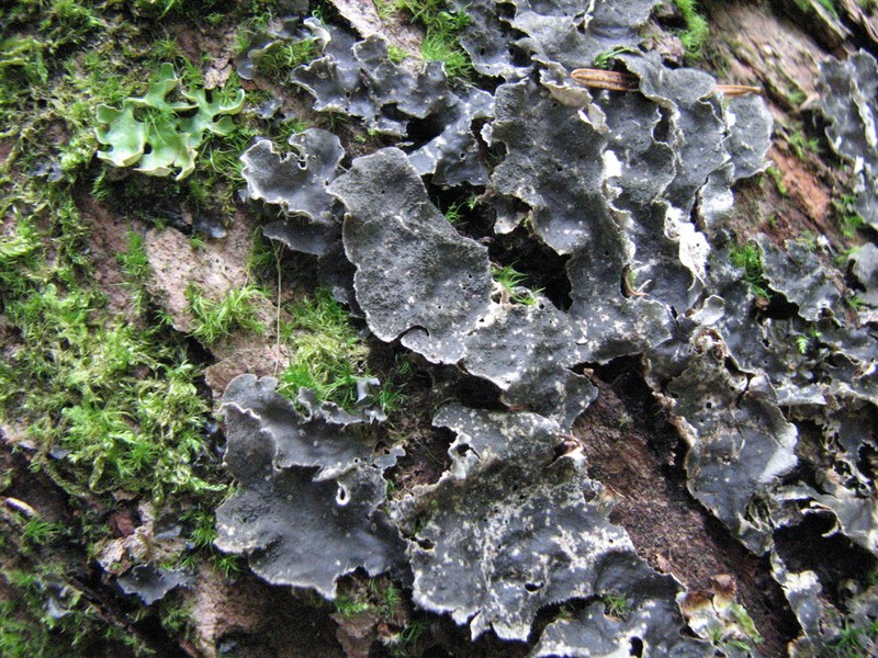 Evans' Felt Lichen photo 5
