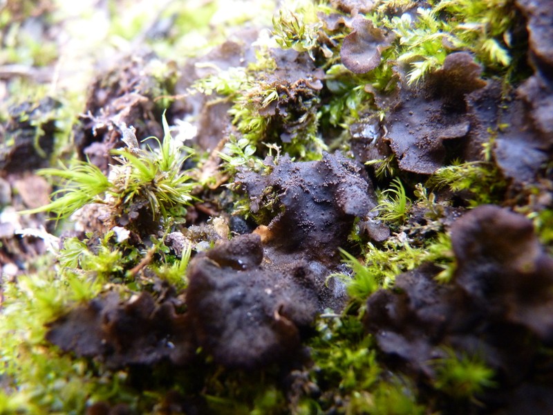 Evans' Felt Lichen photo 6