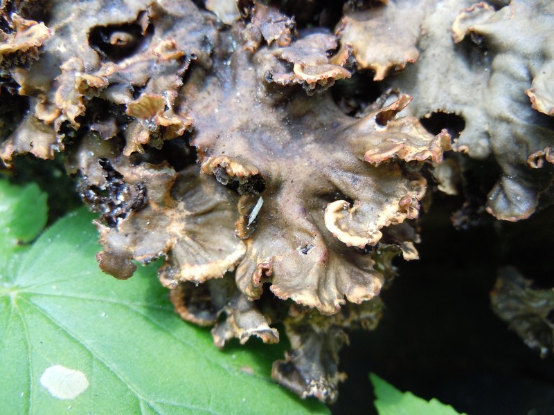 Evans' Felt Lichen photo 7