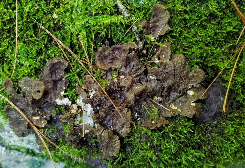 Evans' Felt Lichen photo 8