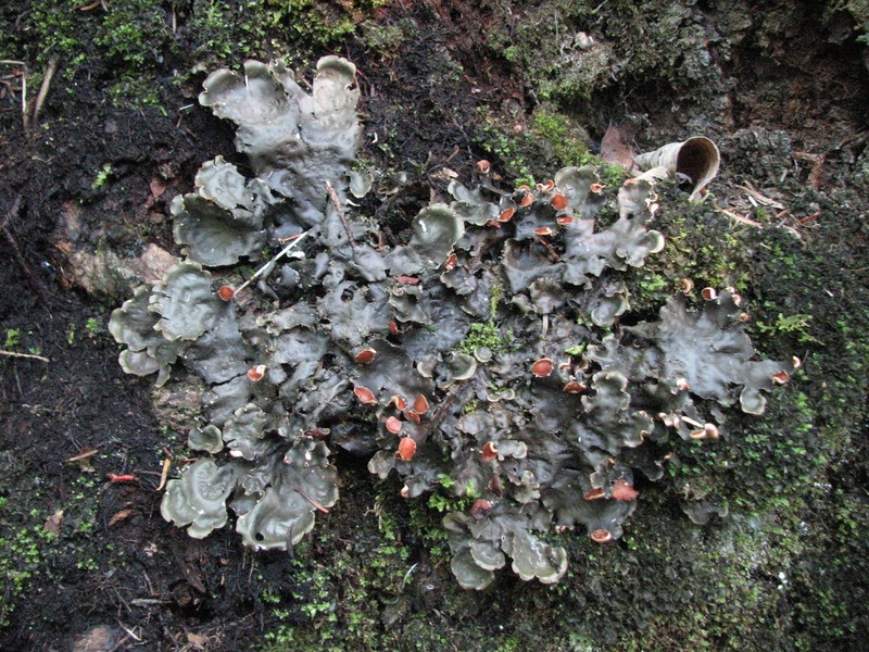 Horizontal Felt Lichen photo 2