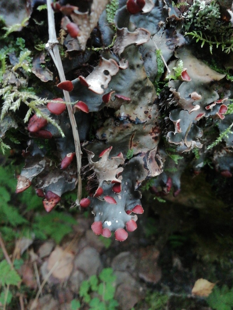 Horizontal Felt Lichen photo 3