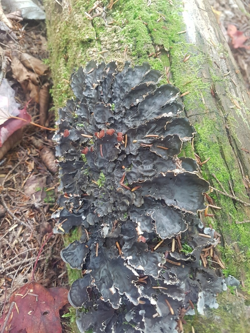 Horizontal Felt Lichen photo 4