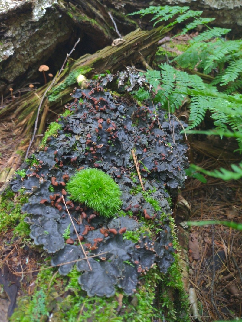 Horizontal Felt Lichen photo 6