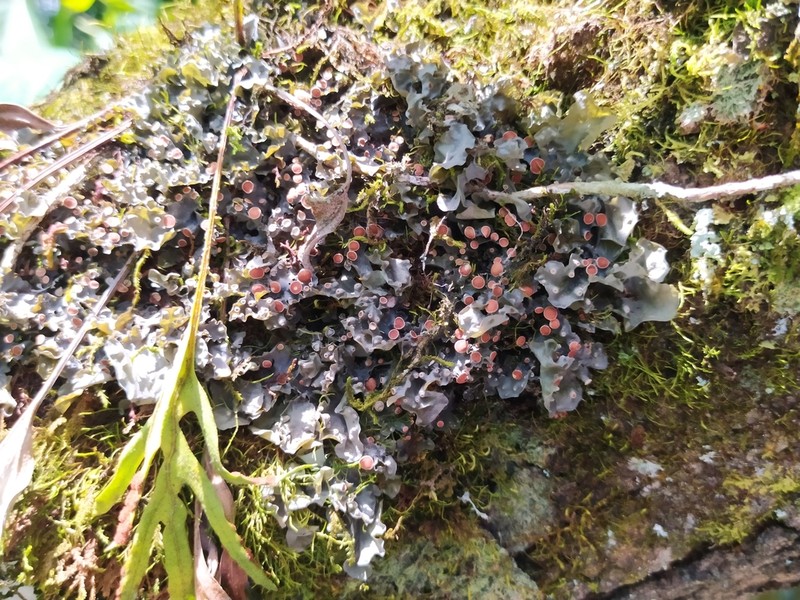 Horizontal Felt Lichen photo 7