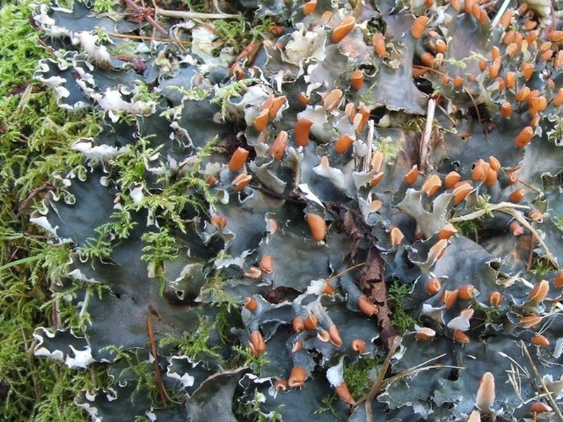 Peltigera hymenina