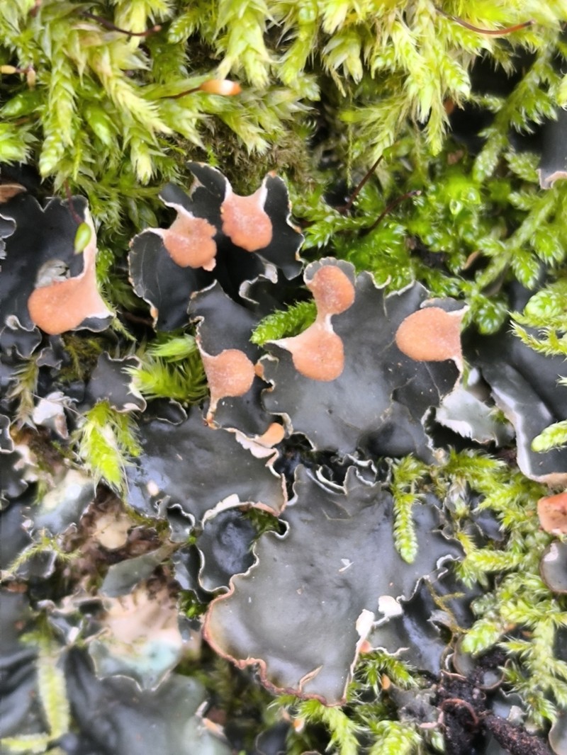 Peltigera hymenina