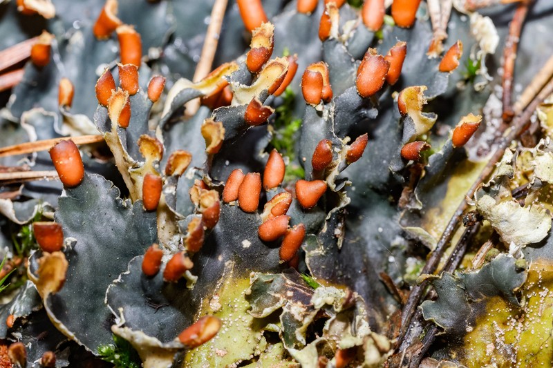 Peltigera hymenina photo 2