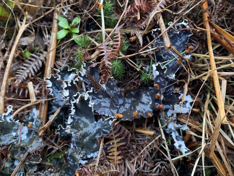 Peltigera hymenina photo 3
