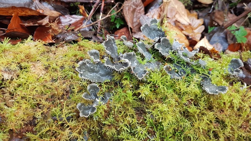 Peltigera hymenina photo 4